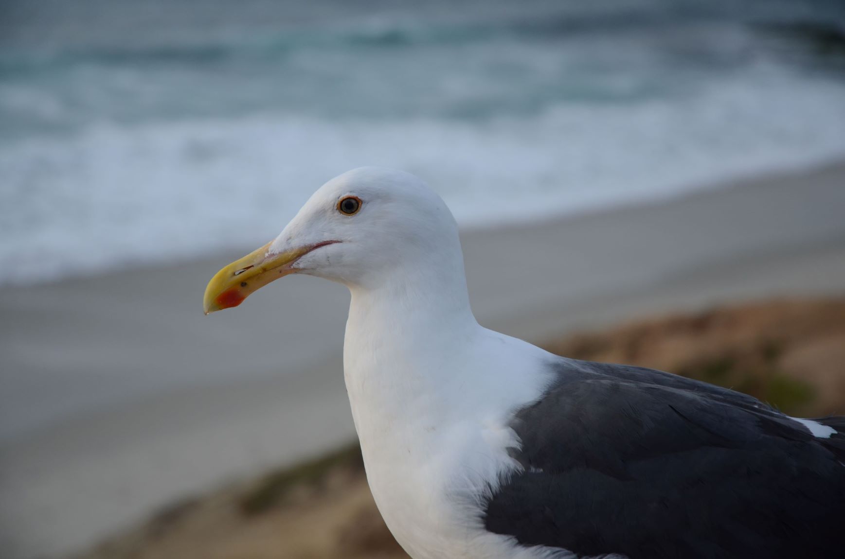 disapproving seagull